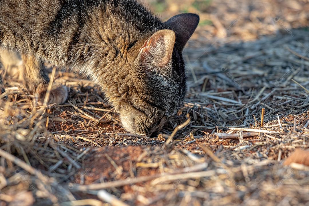 Gato doméstico feroz abandonado no cemitério