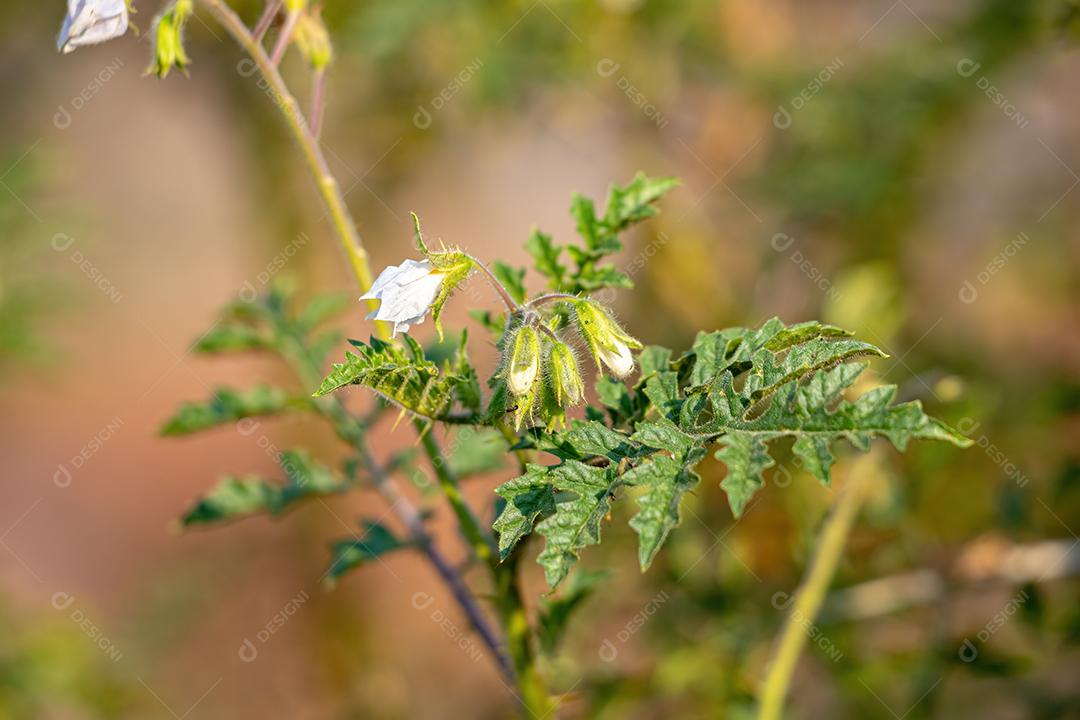Planta Red Buffalo-Bur da Espécie Solanum sisymbriifolium