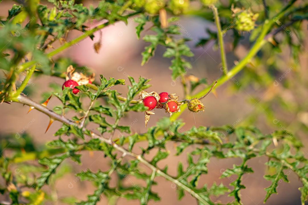 Planta Red Buffalo-Bur da Espécie Solanum sisymbriifolium