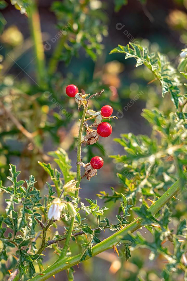 Planta Red Buffalo-Bur da Espécie Solanum sisymbriifolium