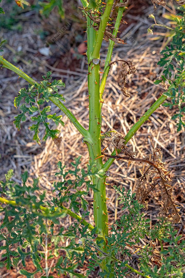 Planta Red Buffalo-Bur da Espécie Solanum sisymbriifolium