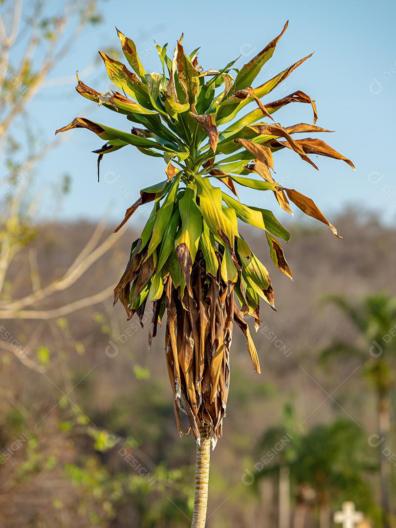 Árvore monocotiledônea verde da família Asparagaceae