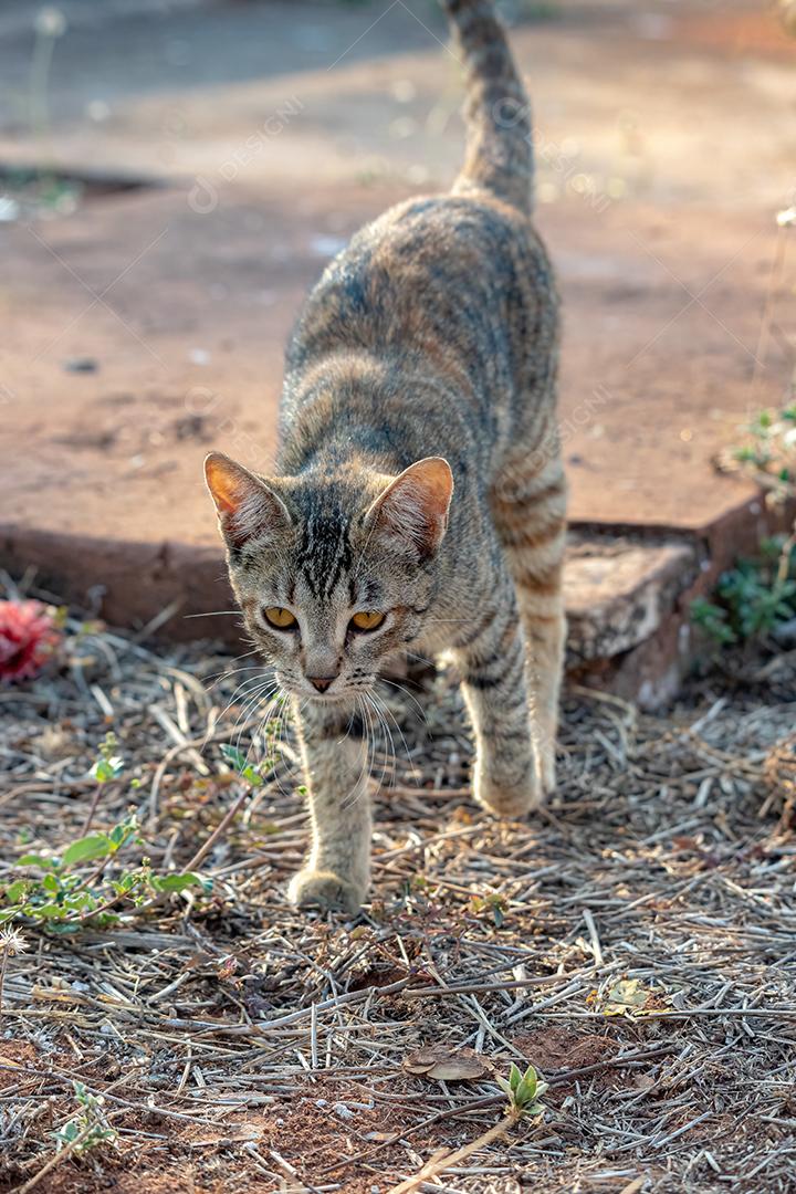 Gato doméstico feroz abandonado no cemitério