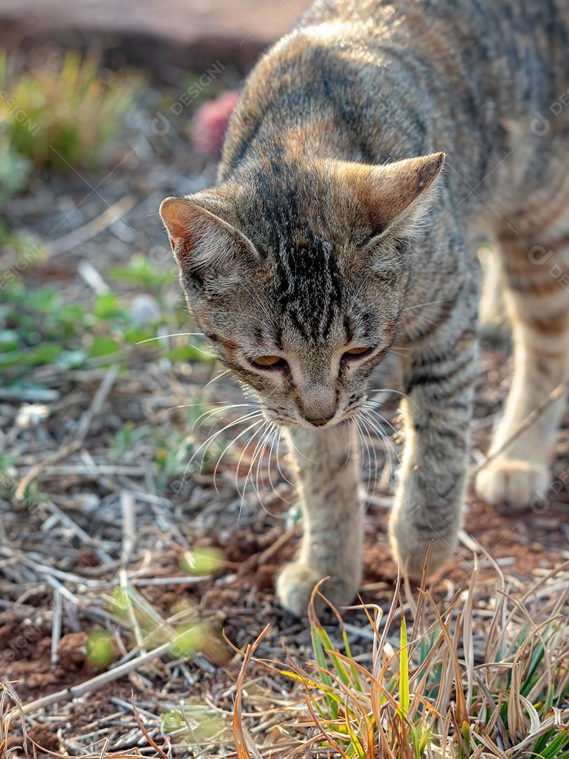 Gato doméstico feroz abandonado no cemitério