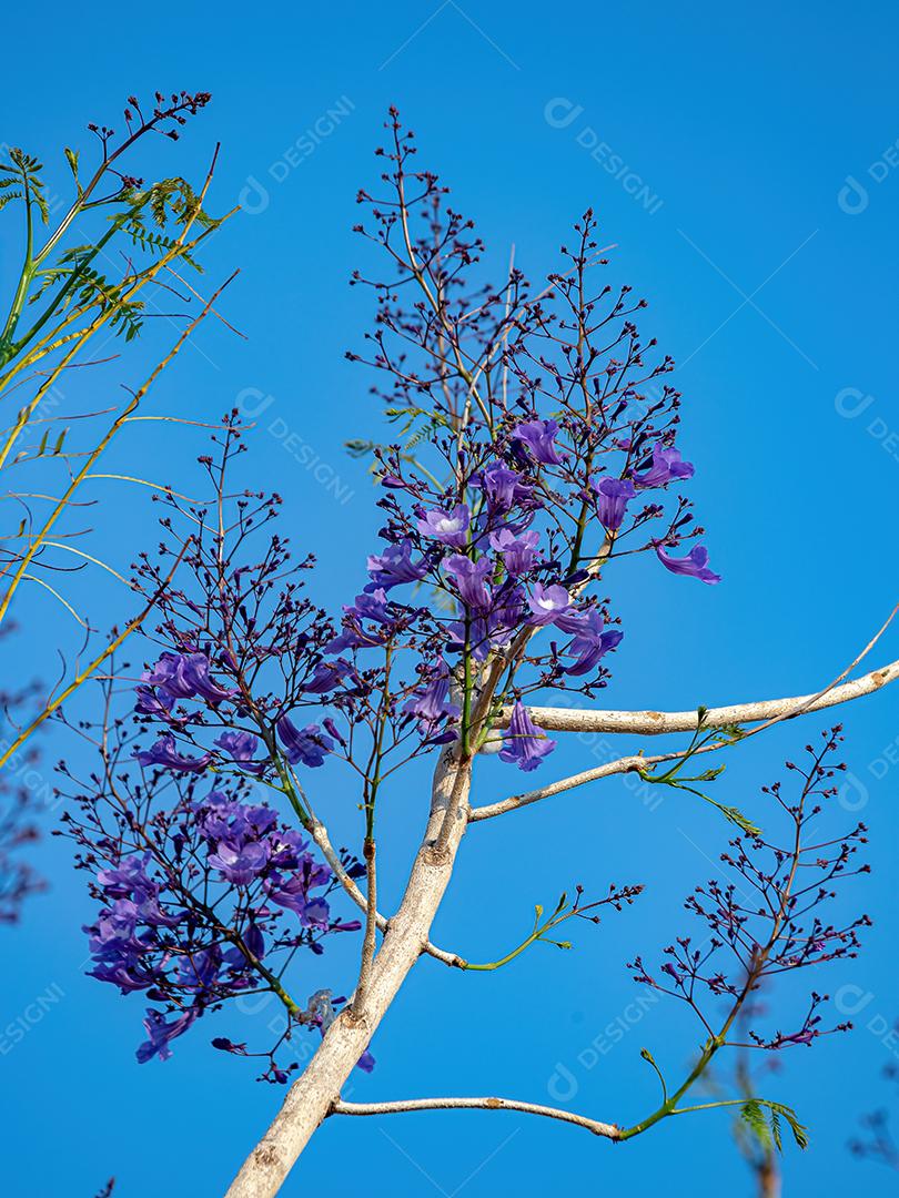 Jacarandá Azul Árvore da espécie Jacaranda mimosifolia
