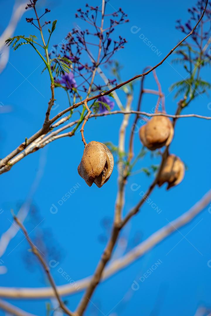 Jacarandá Azul Árvore da espécie Jacaranda mimosifolia