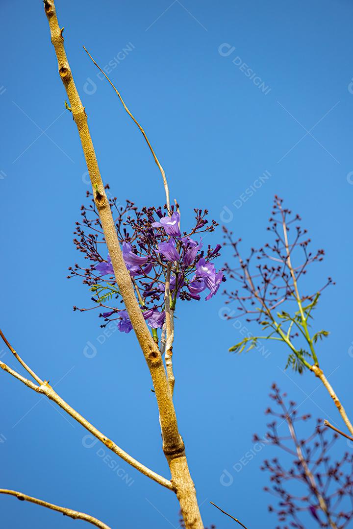 Jacarandá Azul Árvore da espécie Jacaranda mimosifolia