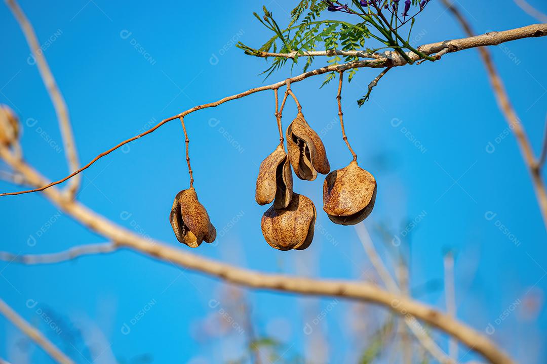 Jacarandá Azul Árvore da espécie Jacaranda mimosifolia