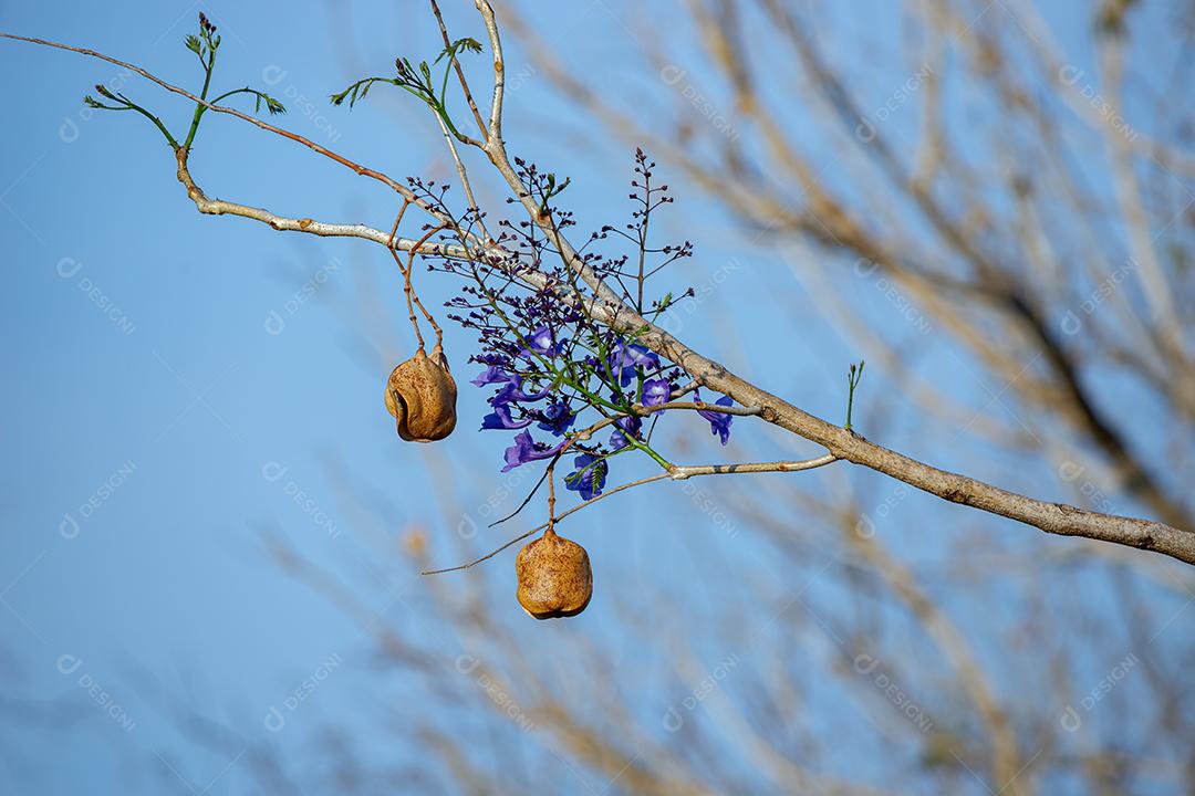 Jacarandá Azul Árvore da espécie Jacaranda mimosifolia