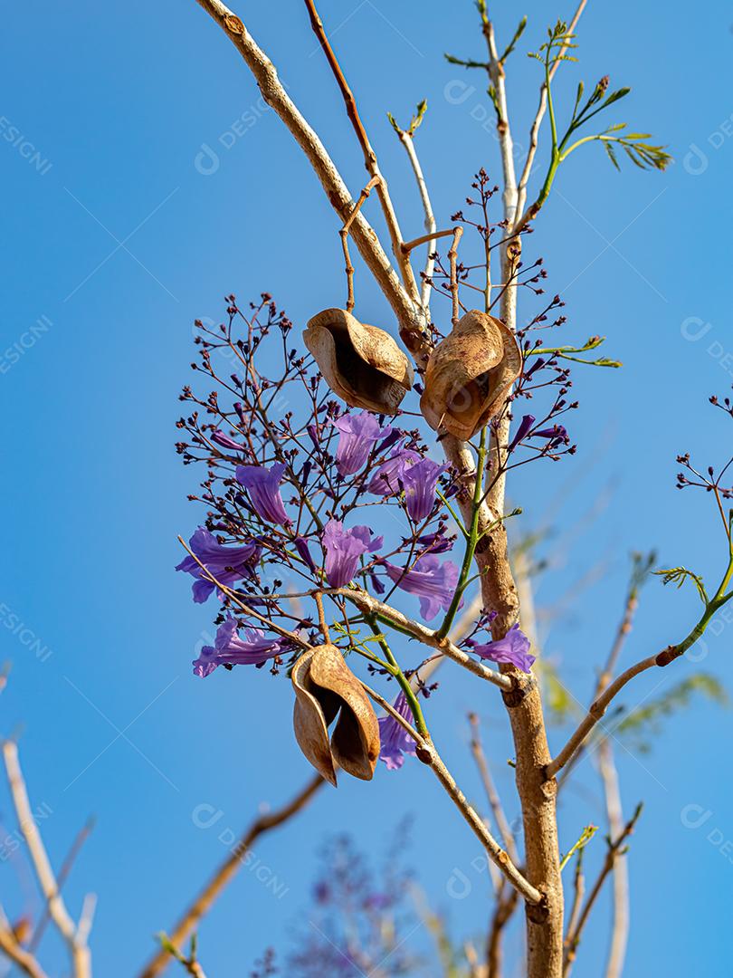 Jacarandá Azul Árvore da espécie Jacaranda mimosifolia