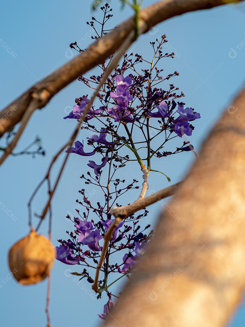 Jacarandá Azul Árvore da espécie Jacaranda mimosifolia
