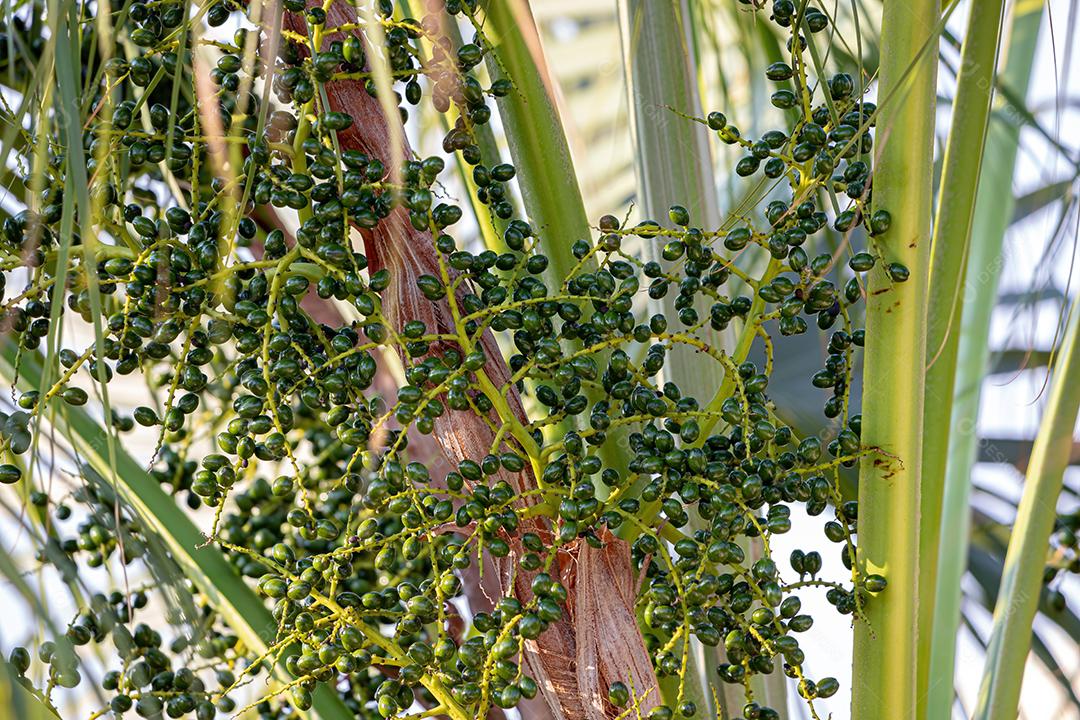 Palmeira verde da família Arecaceae com frutas