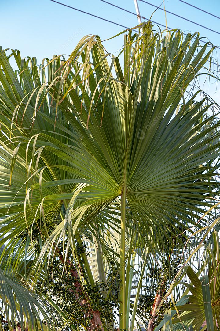 Palmeira verde da família Arecaceae com frutas
