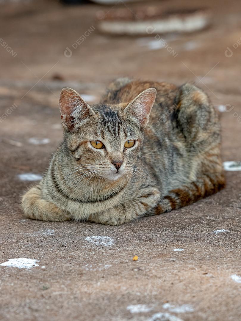 Gato doméstico feroz abandonado no cemitério