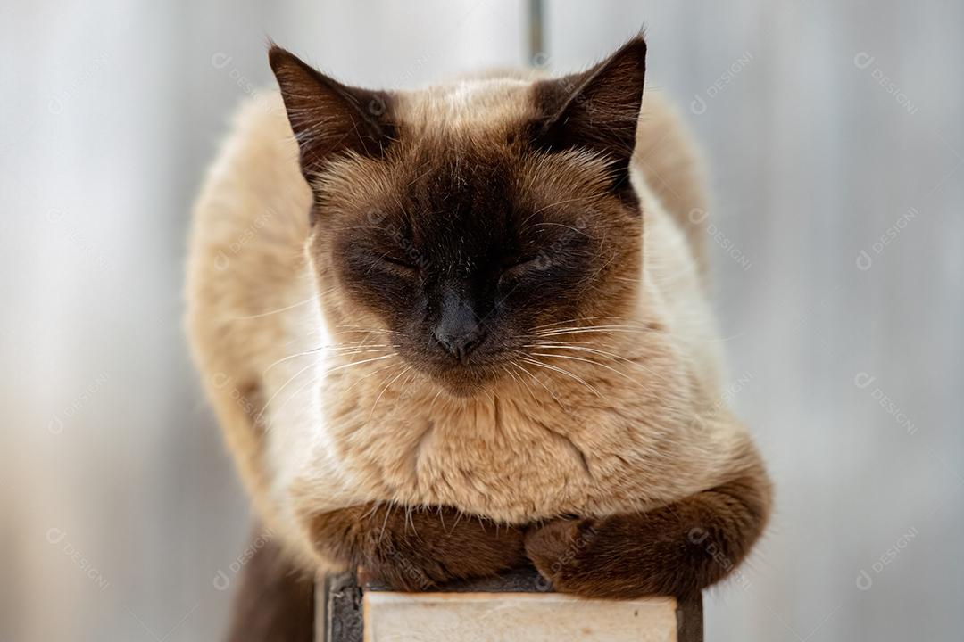 Gato doméstico feroz abandonado no cemitério