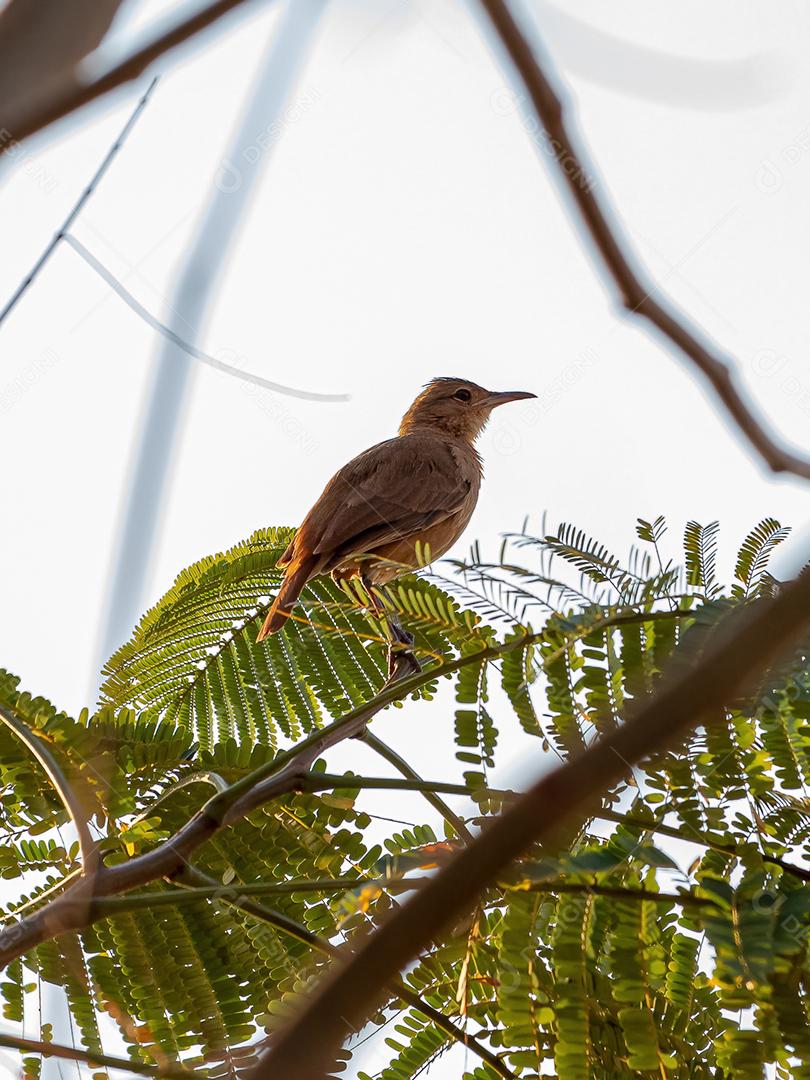 Rufous Hornero Ave da espécie Furnarius rufus