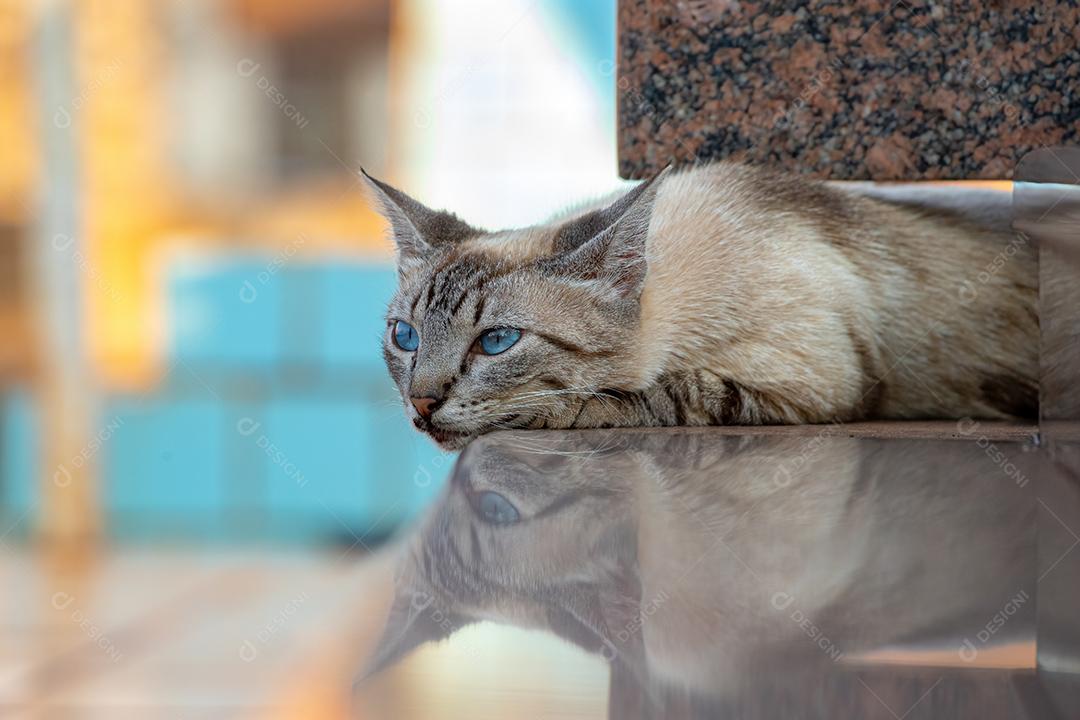 Gato doméstico feroz abandonado no cemitério