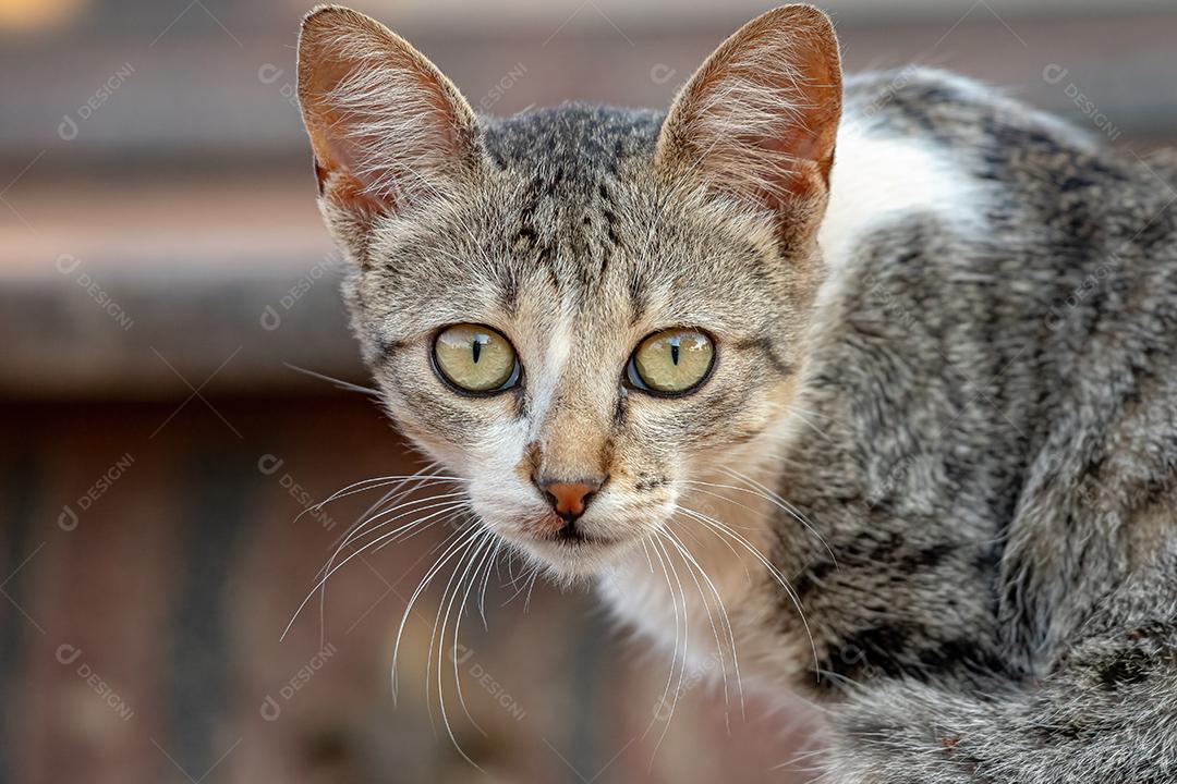 Gato doméstico feroz abandonado no cemitério