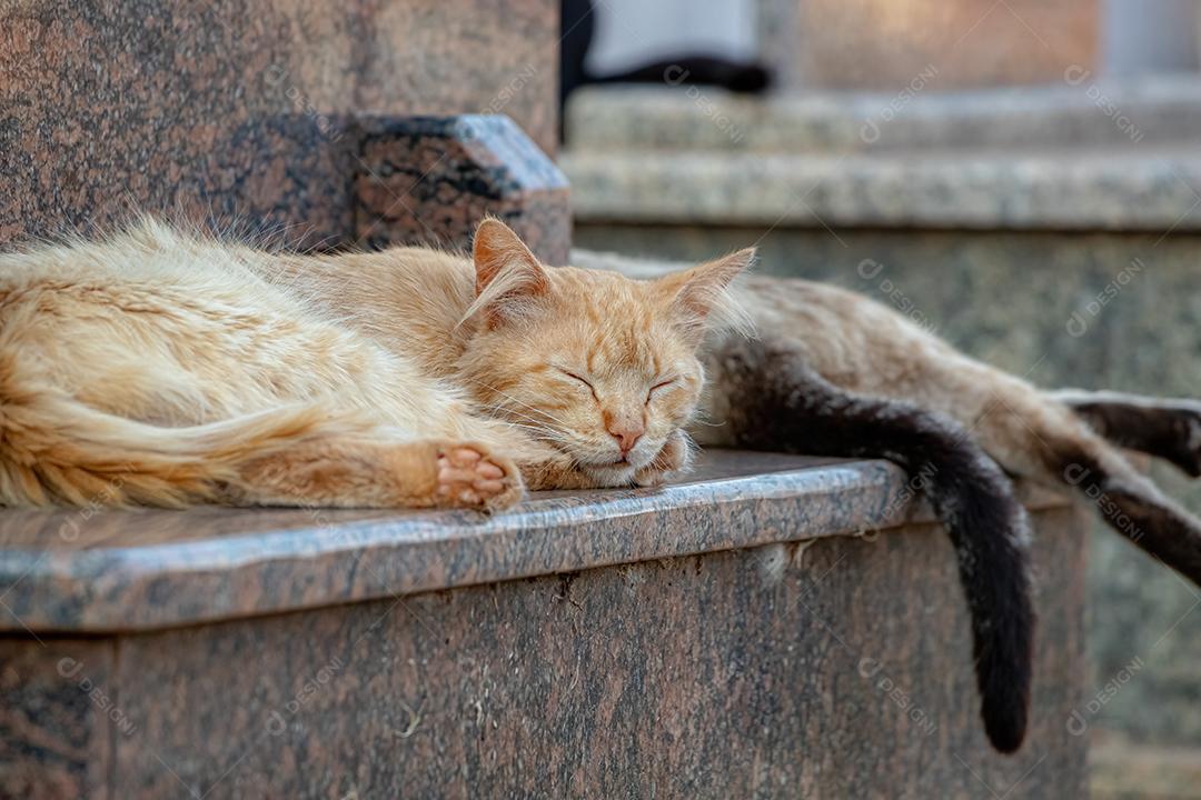Gato doméstico feroz abandonado no cemitério