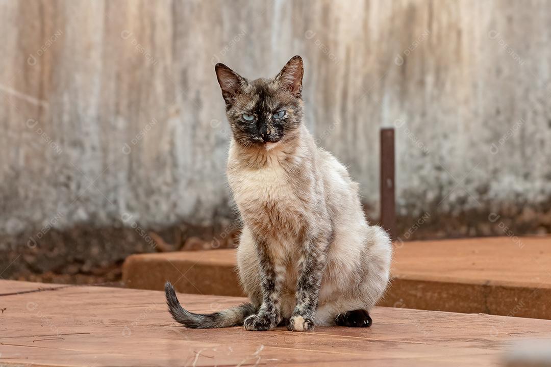 Gato doméstico feroz abandonado no cemitério