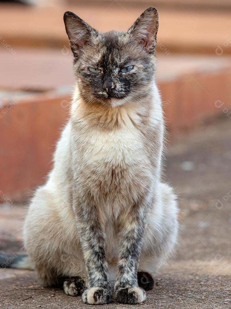 Gato doméstico feroz abandonado no cemitério