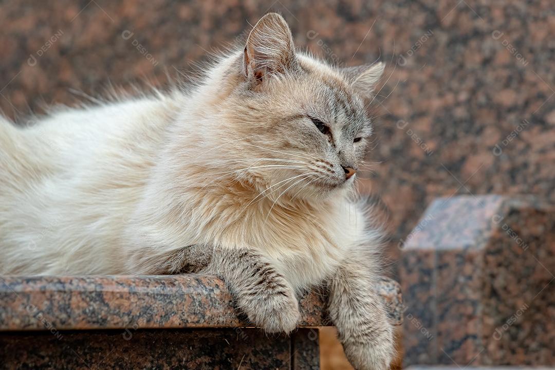 Gato doméstico feroz abandonado no cemitério