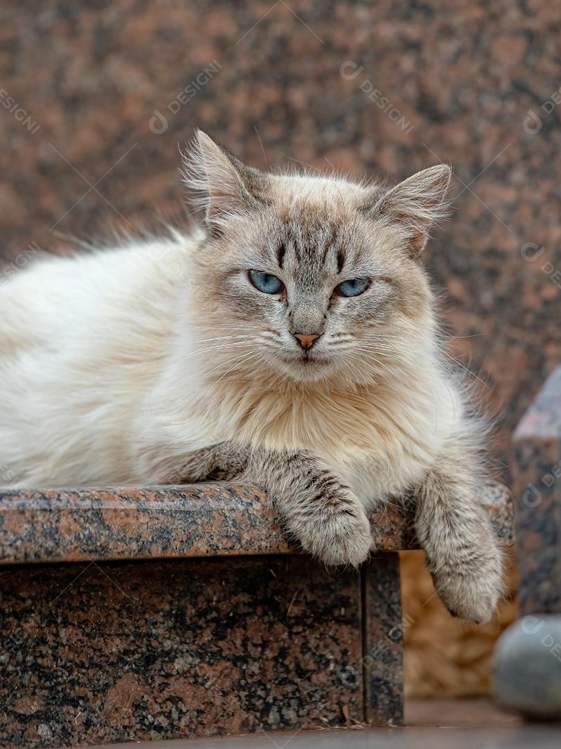 Gato doméstico feroz abandonado no cemitério