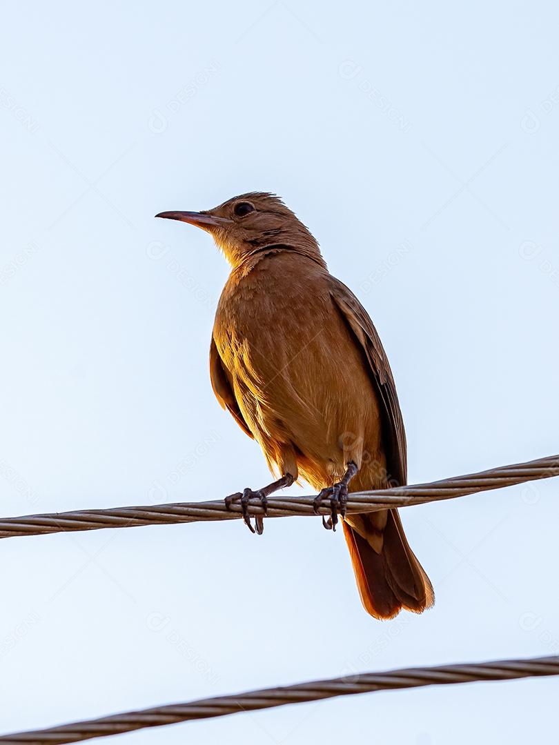 Rufous Hornero Ave da espécie Furnarius rufus