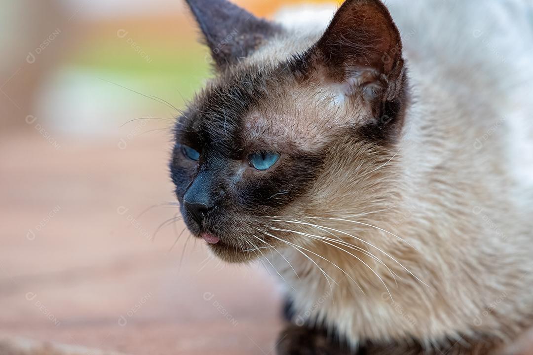Gato doméstico feroz abandonado no cemitério