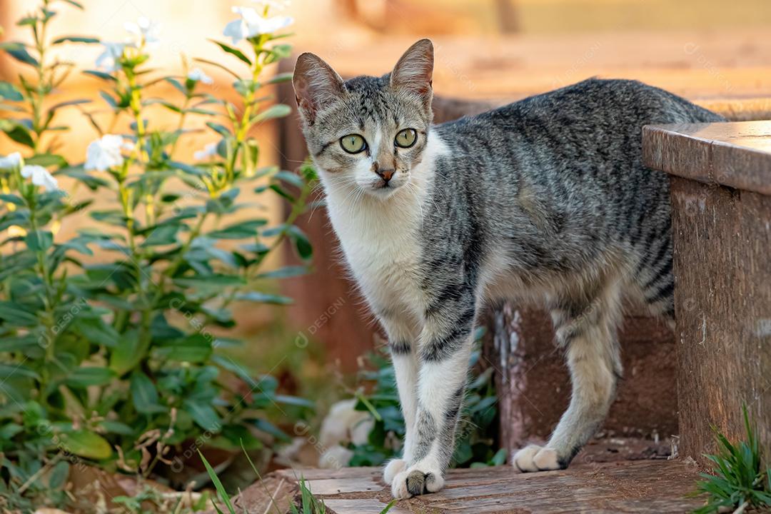 Gato doméstico feroz abandonado no cemitério