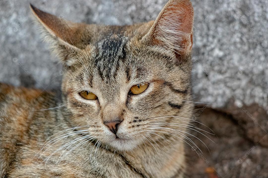 Gato doméstico feroz abandonado no cemitério