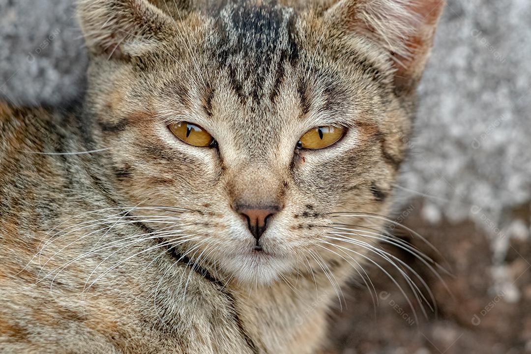 Gato doméstico feroz abandonado no cemitério