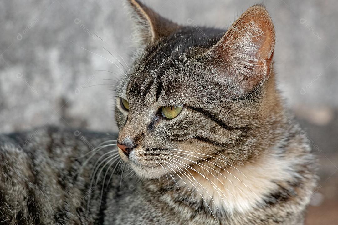 Gato doméstico feroz abandonado no cemitério