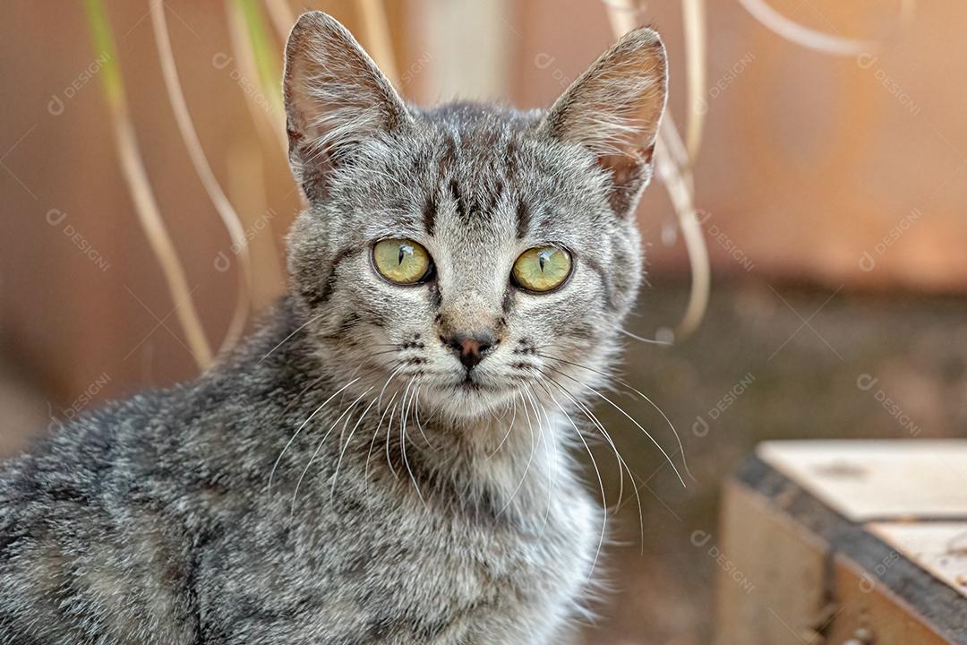 Gato doméstico feroz abandonado no cemitério