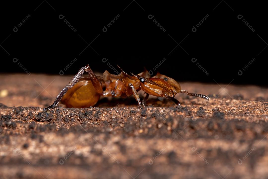 Tartaruga-amarela adulta do gênero Cephalotes