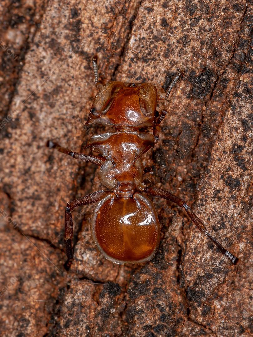 Tartaruga-amarela adulta do gênero Cephalotes
