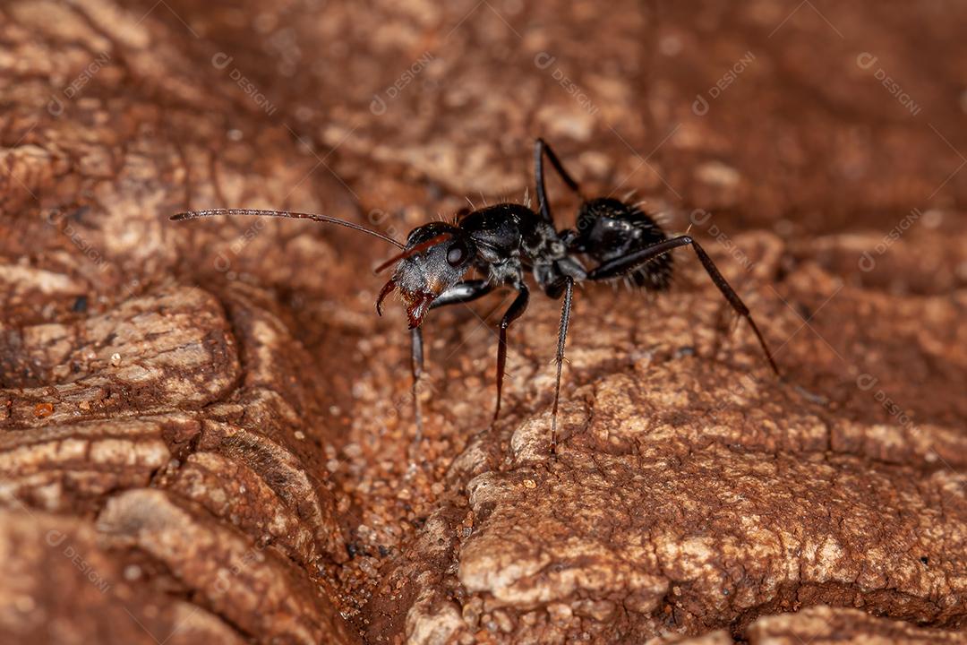 Formiga de carpinteiro fêmea adulta do gênero Camponotus