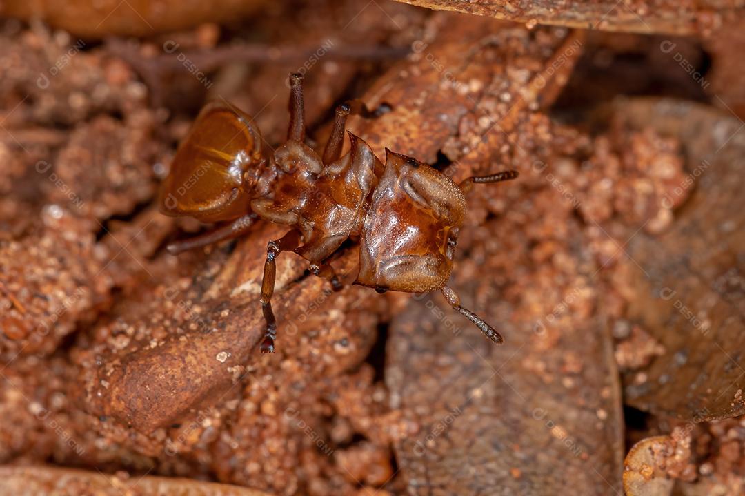 Tartaruga-amarela adulta do gênero Cephalotes