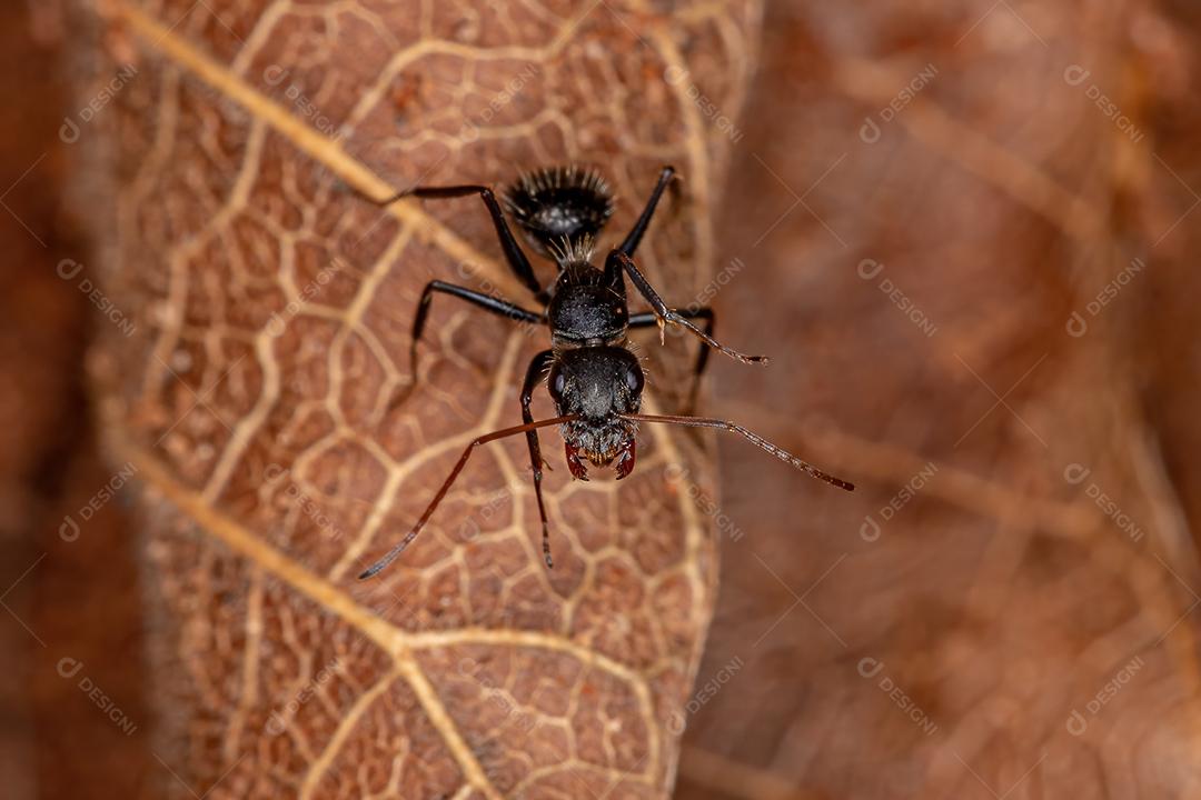 Formiga de carpinteiro fêmea adulta do gênero Camponotus