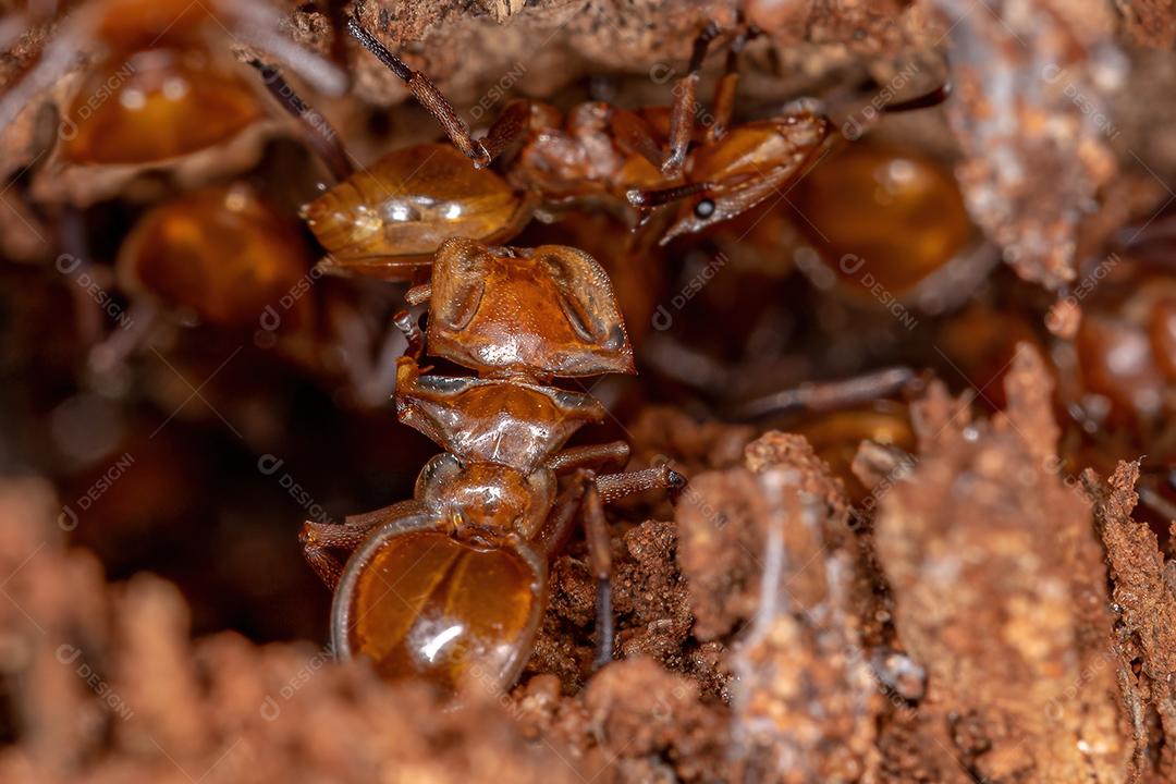 Formigas de tartaruga amarela adultas do gênero Cephalotes na colônia em um buraco