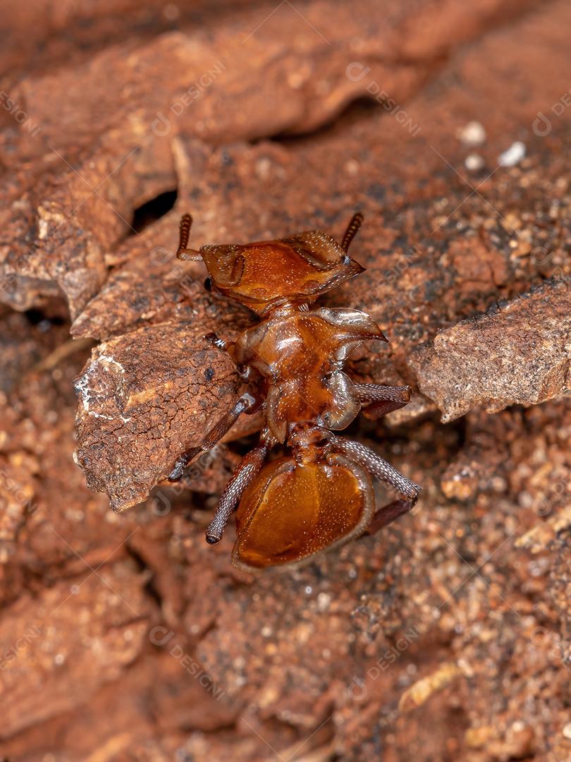 Tartaruga-amarela adulta do gênero Cephalotes