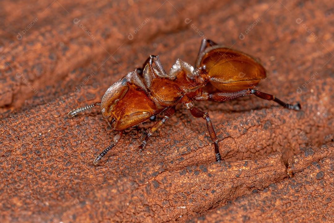 Tartaruga-amarela adulta do gênero Cephalotes