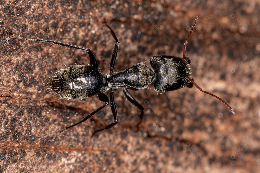 Formiga de carpinteiro fêmea adulta do gênero Camponotus