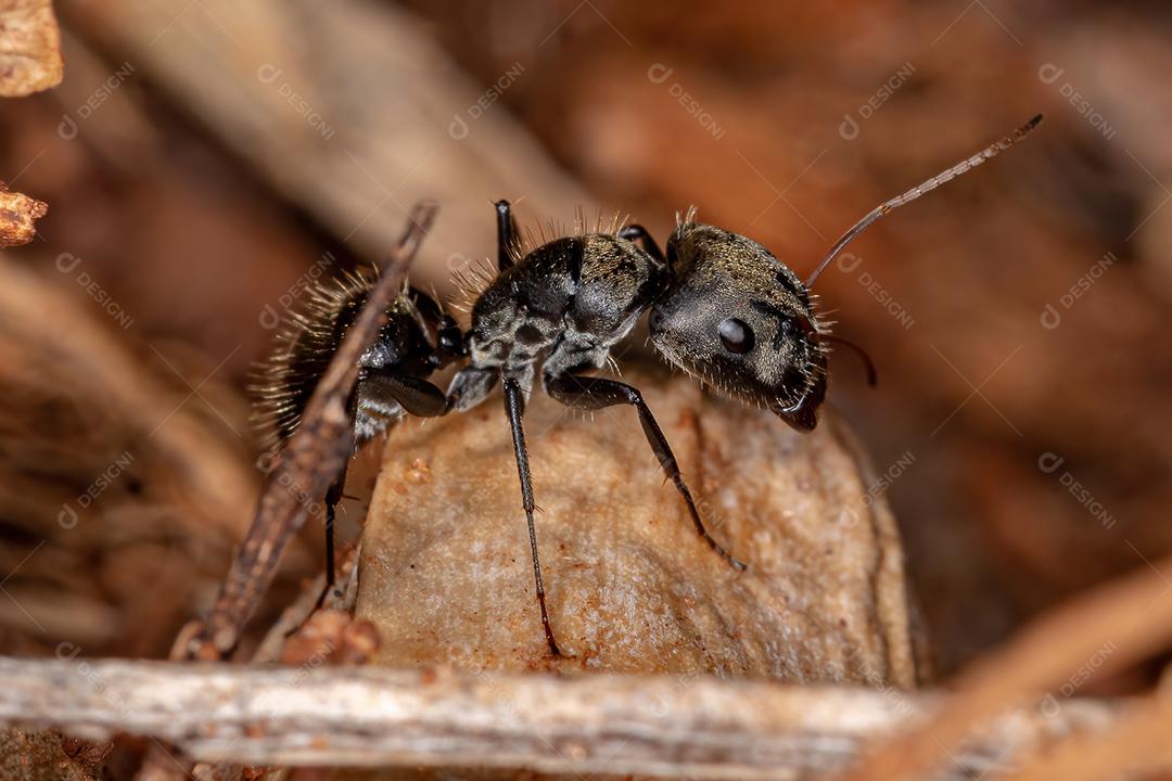 Formiga de carpinteiro fêmea adulta do gênero Camponotus