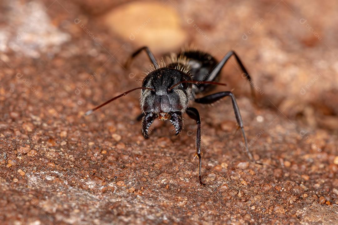 Formiga de carpinteiro fêmea adulta do gênero Camponotus