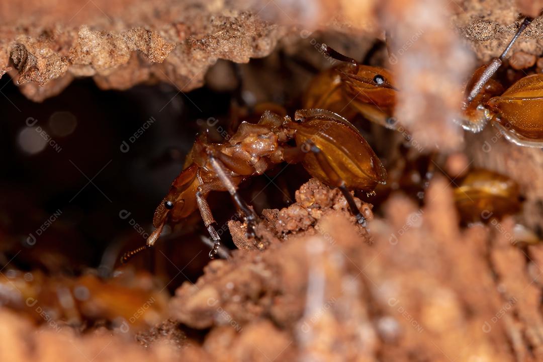 Formigas de tartaruga amarela adultas do gênero Cephalotes na colônia em um buraco