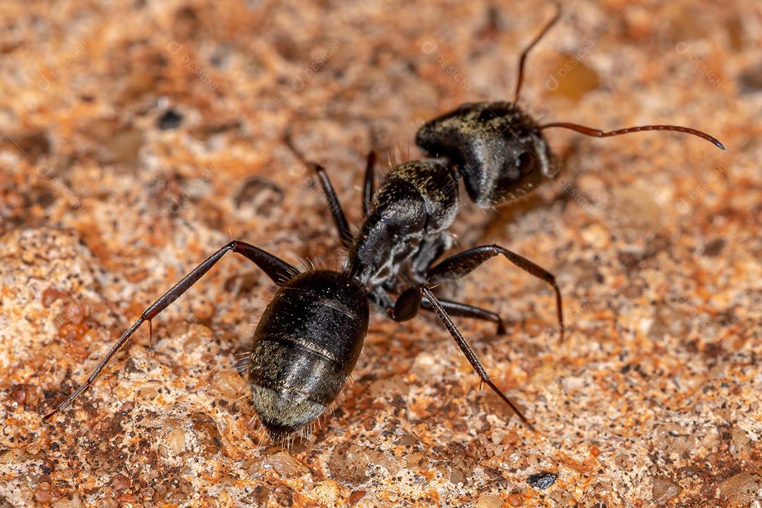 Formiga de carpinteiro fêmea adulta do gênero Camponotus
