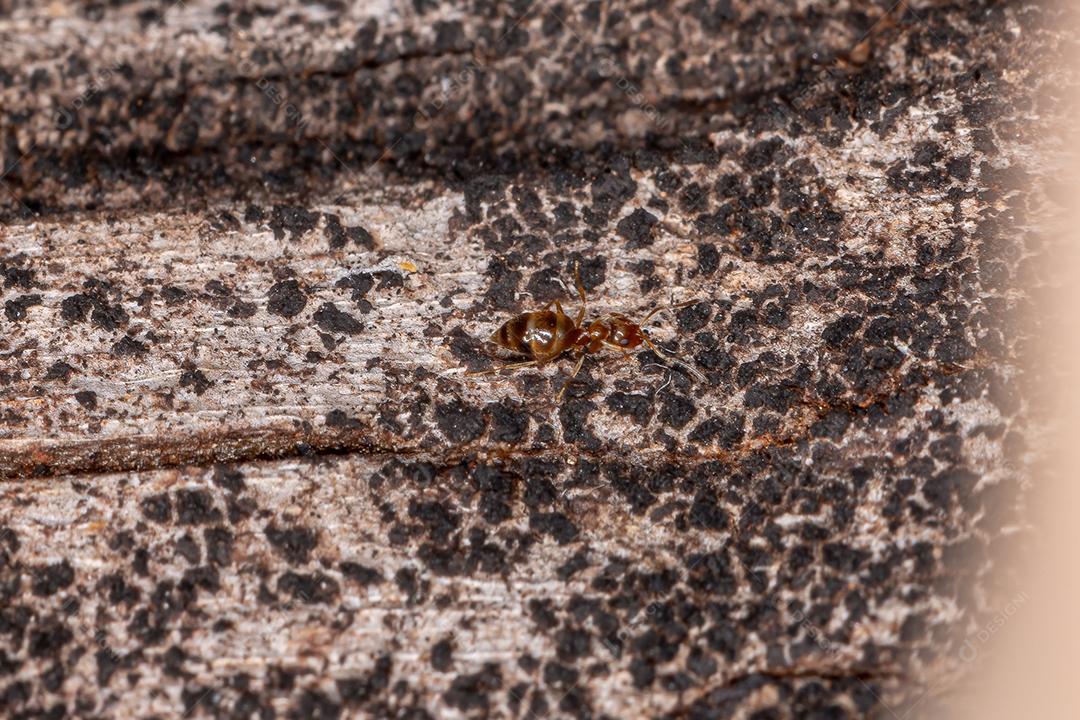 Pequena formiga rover adulta do gênero Brachymyrmex