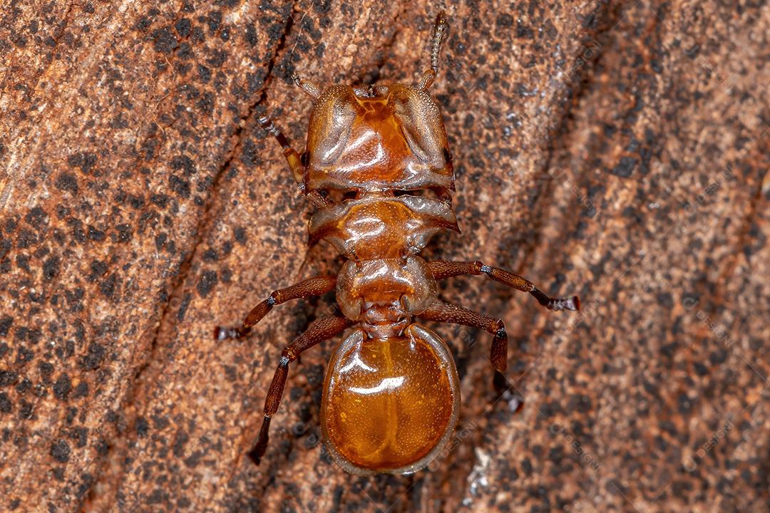 Tartaruga-amarela adulta do gênero Cephalotes