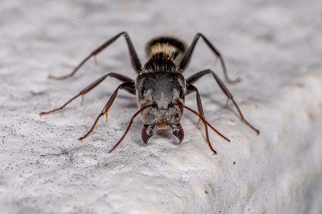 Formiga de carpinteiro fêmea adulta do gênero Camponotus